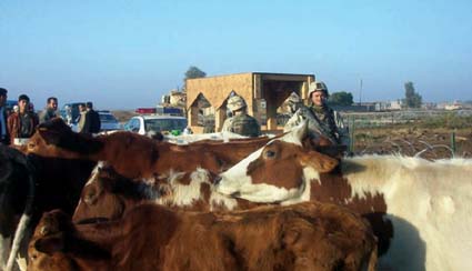 Cattle passing through our serpentine checkpoints at Abu Hishma
