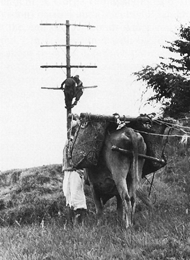 Photo:  Signalemen in Korea use a water buffalo to stretch wire between poles