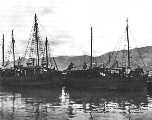 Photo:  Part of the trawler fleet, Port Moresby