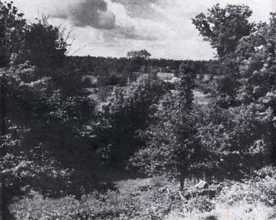 Black & White photo:  orchard south of Ranger positions