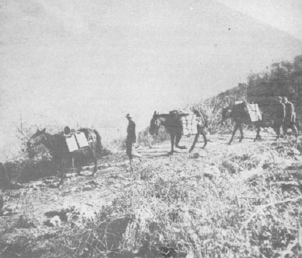 Photo: Mules of a 157th Infantry pack train