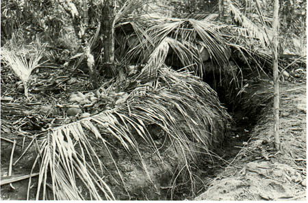 Coconut log bunker with fire trench entrance in the Buna Village area.