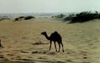 Camels roaming along the side of Main Supply Route DODGE (the Trans-Arabian Pipeline [Tapline] Road)