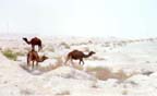 Camels roaming sand dunes on outskirts of Dhahran