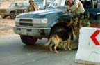 SSG James L. Leach (detector dog handler) with bomb dog Jupiter (Brand Number 367B in left ear) used as team to check vehicles entering compound [military vehicles normally exempted from anti-terrorist check]